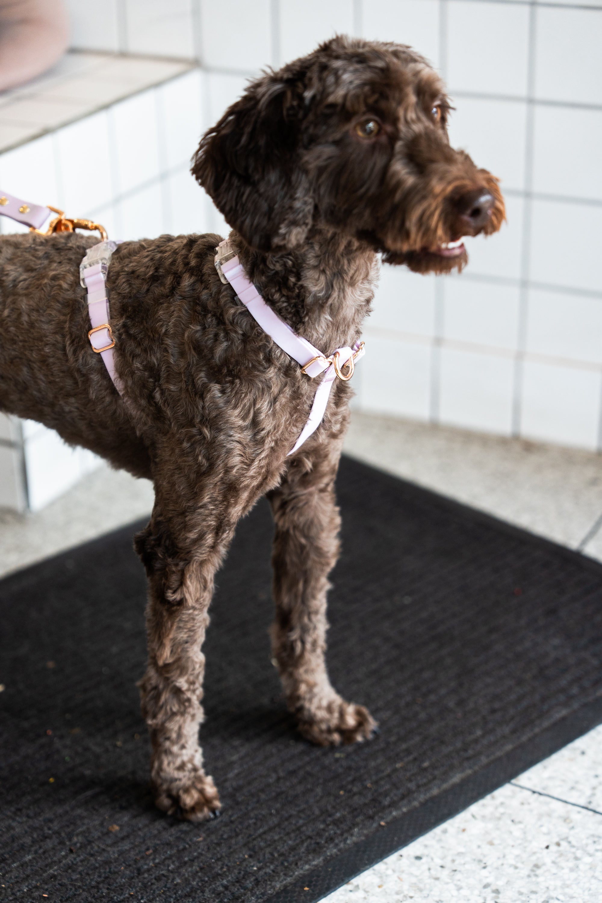 Soft Lilac Waterproof Vegan No-Pull Dog Harness