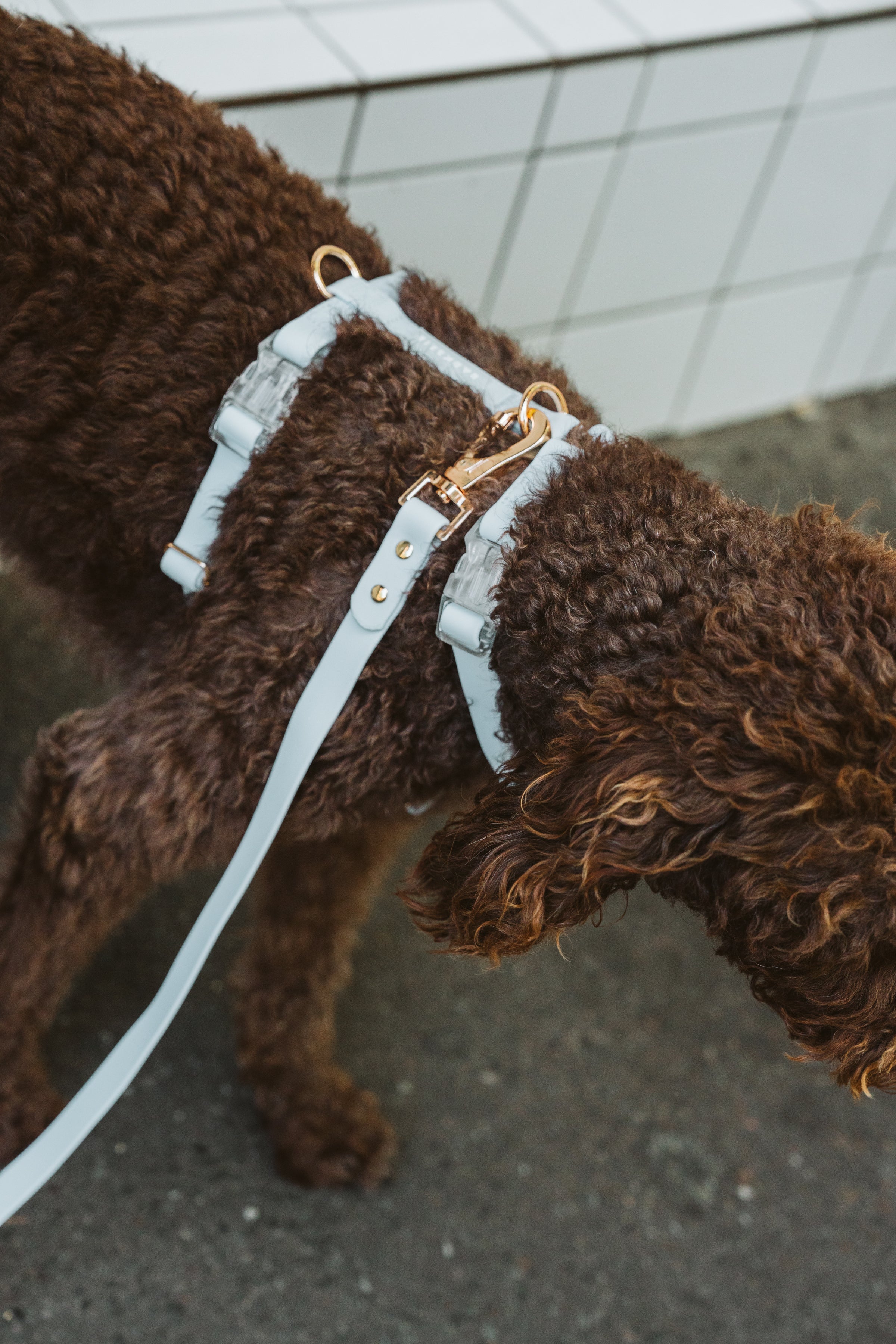Skyline Blue Waterproof Vegan No-Pull Dog Harness