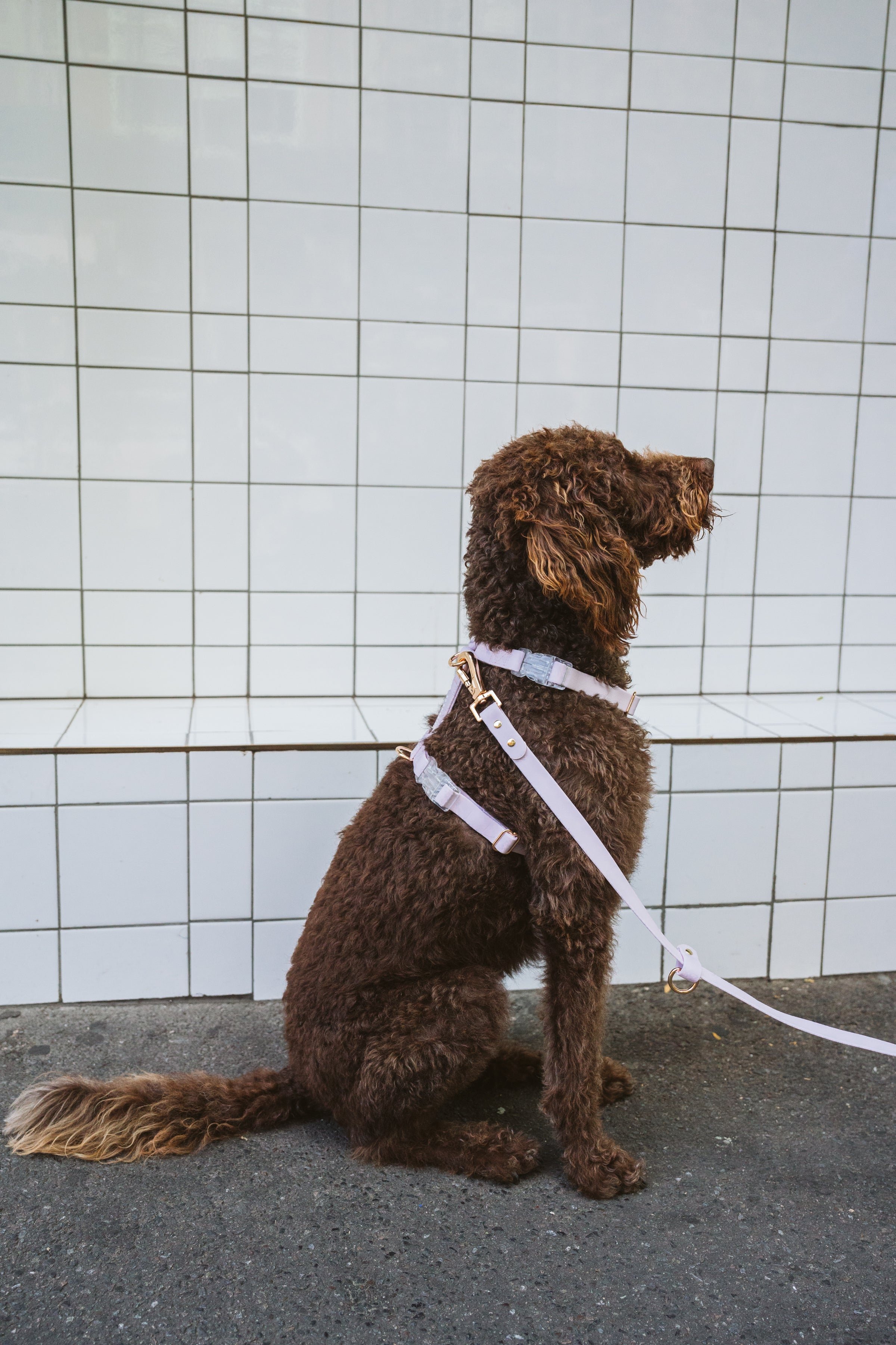 Soft Lilac Waterproof Vegan No-Pull Dog Harness