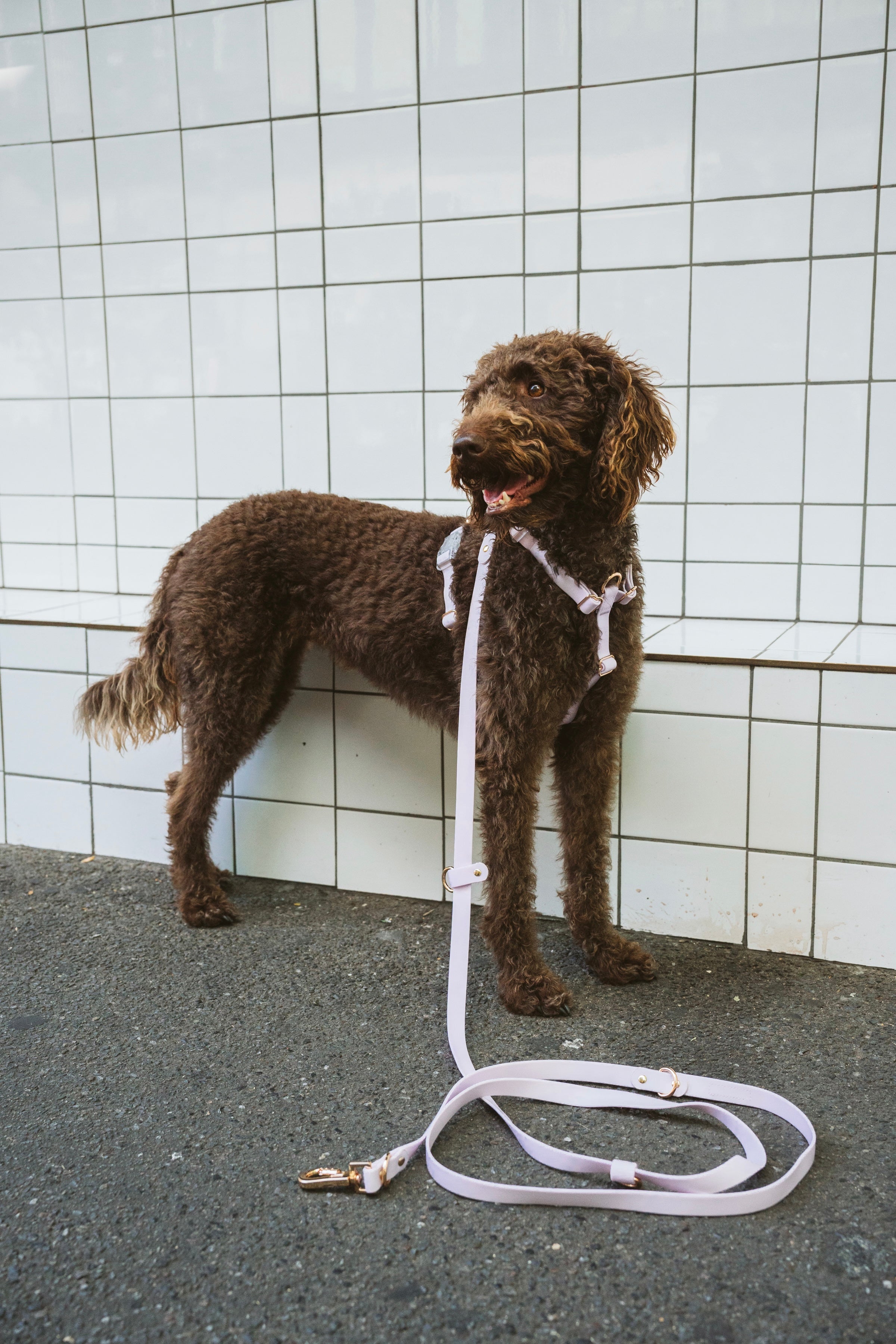 Hands-Free Lead – Waterproof & City-Ready (Soft Lilac)