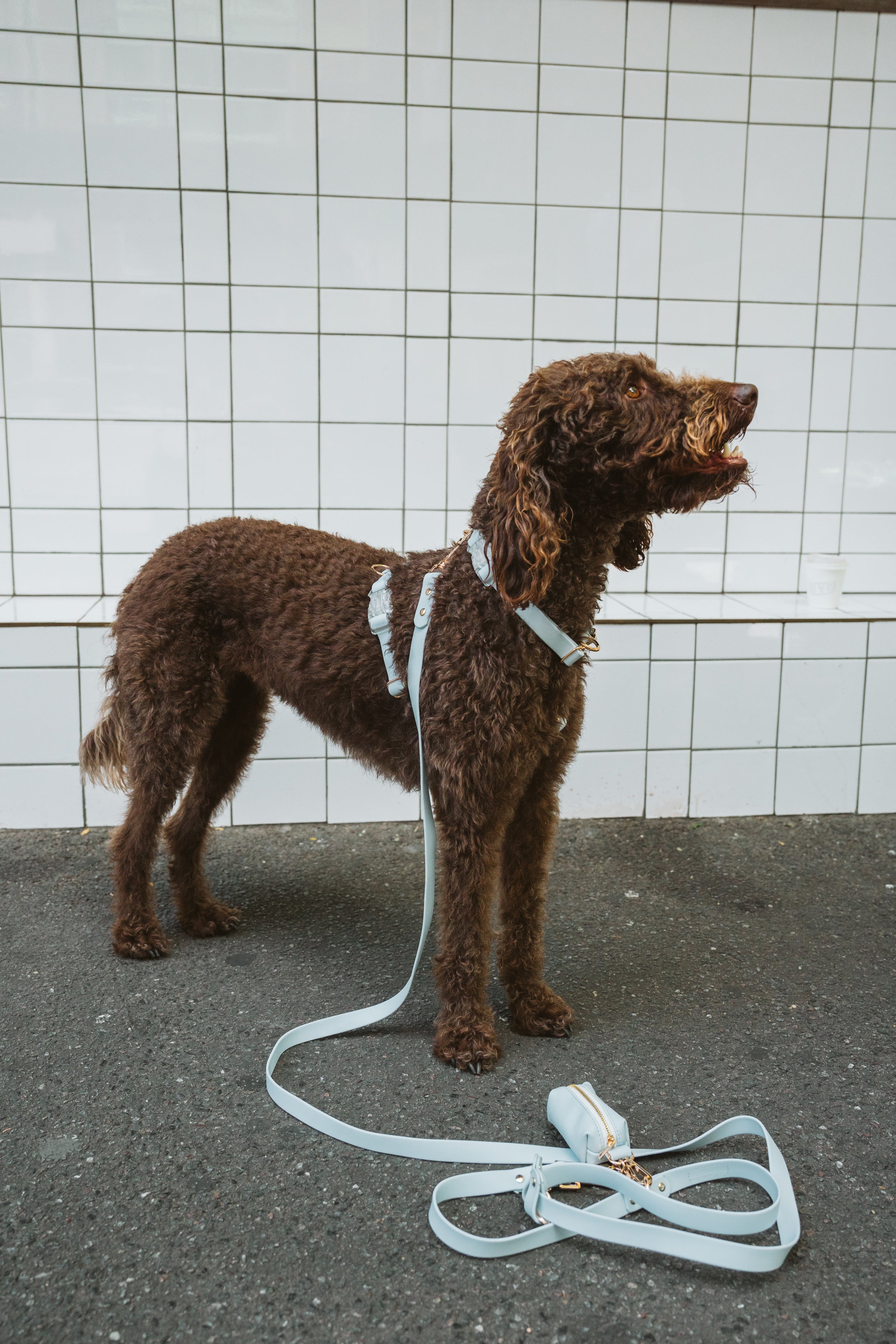 Hands-Free Lead – Waterproof & City-Ready (Skyline Blue)