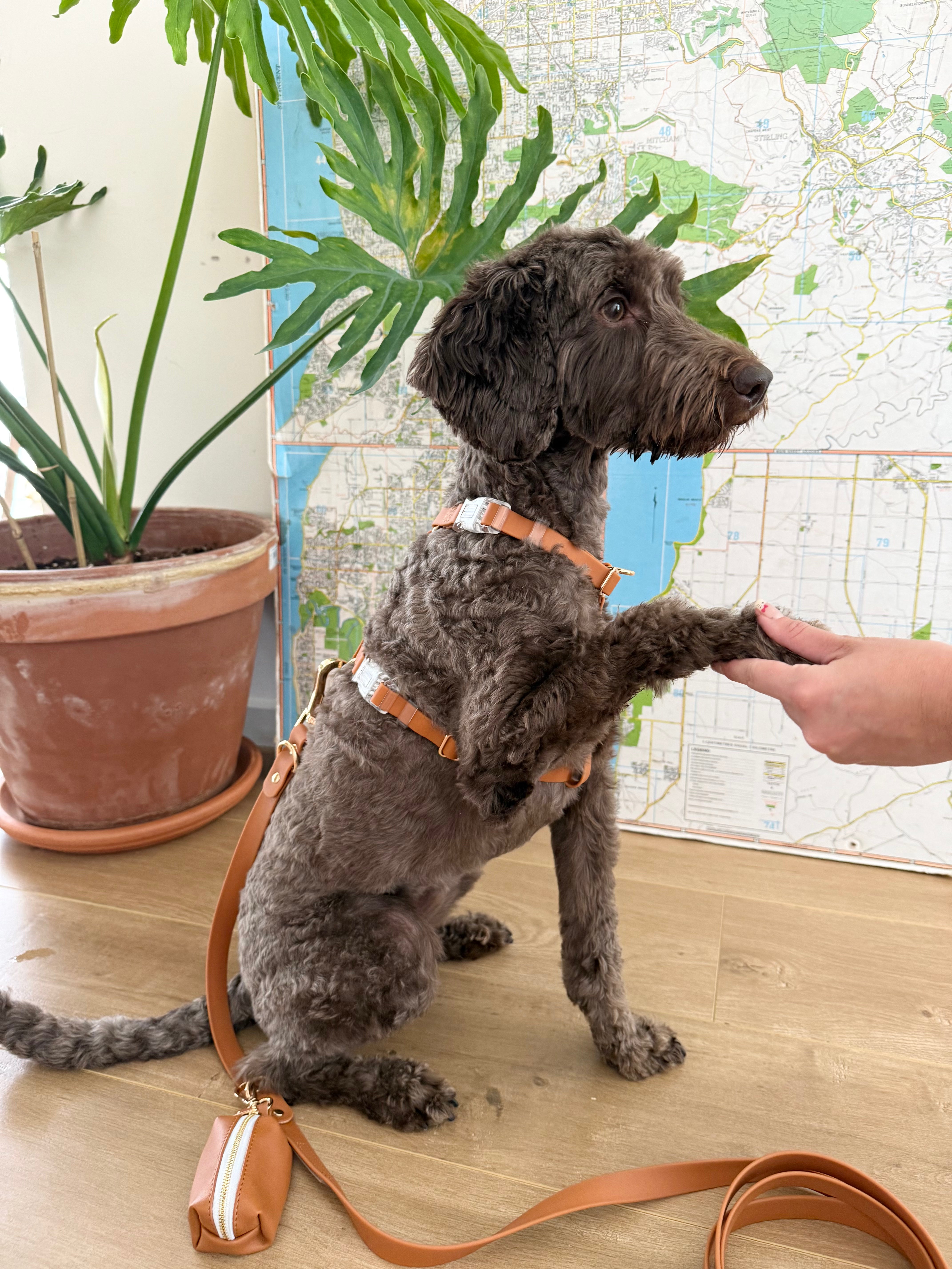 Easy-Wear Walking Set – No-Pull Harness + Lead + Pouch (Golden Brown)